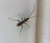 Helconinae inconnu